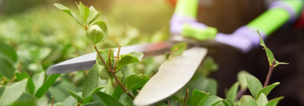 Septiembre, la época de trabajo en tu huerto